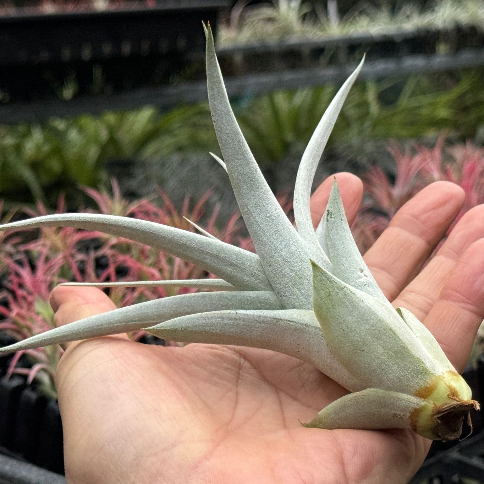 かき子株＊チランジア キセログラフィカ Tillandsia xerographica＊エアプランツ＠フラワーショップ江口 - メルカリ