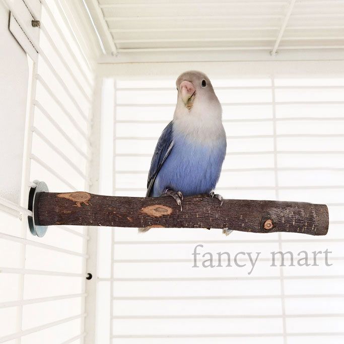 セキセイインコ ボタンインコ マメルリハ コザクラインコ 小型インコ