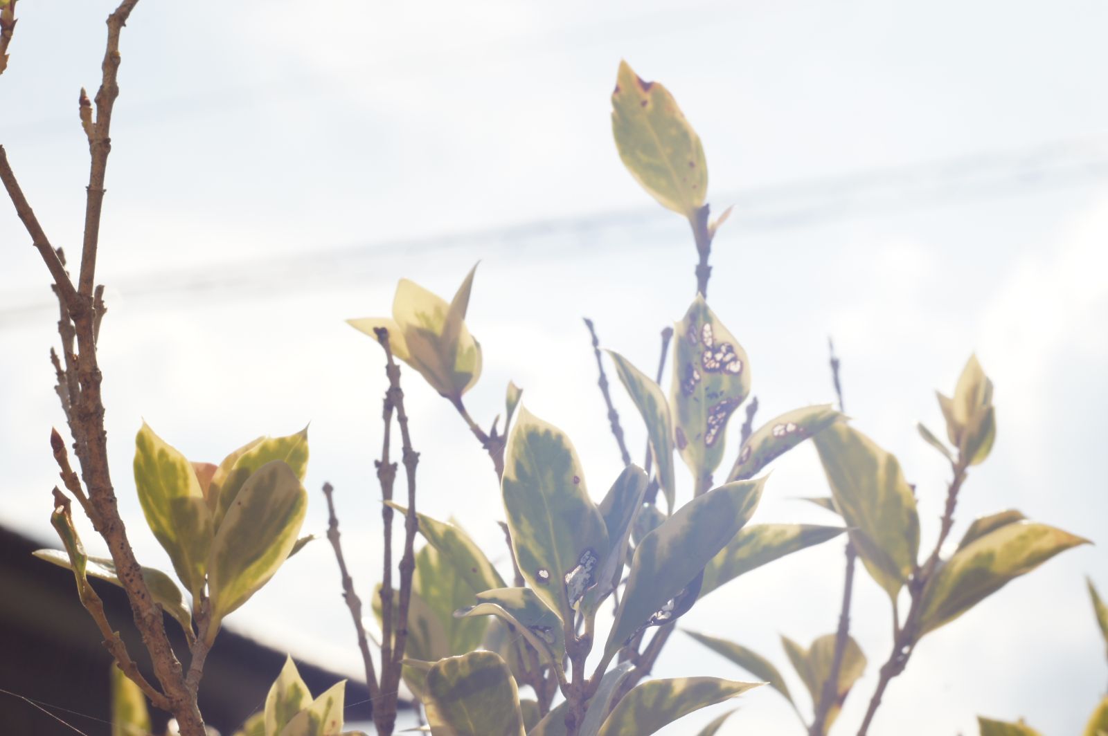  PENTAX Super Takumar 55ｍｍ ｆ1 8 初期型 レンズ(単焦点) カメラ