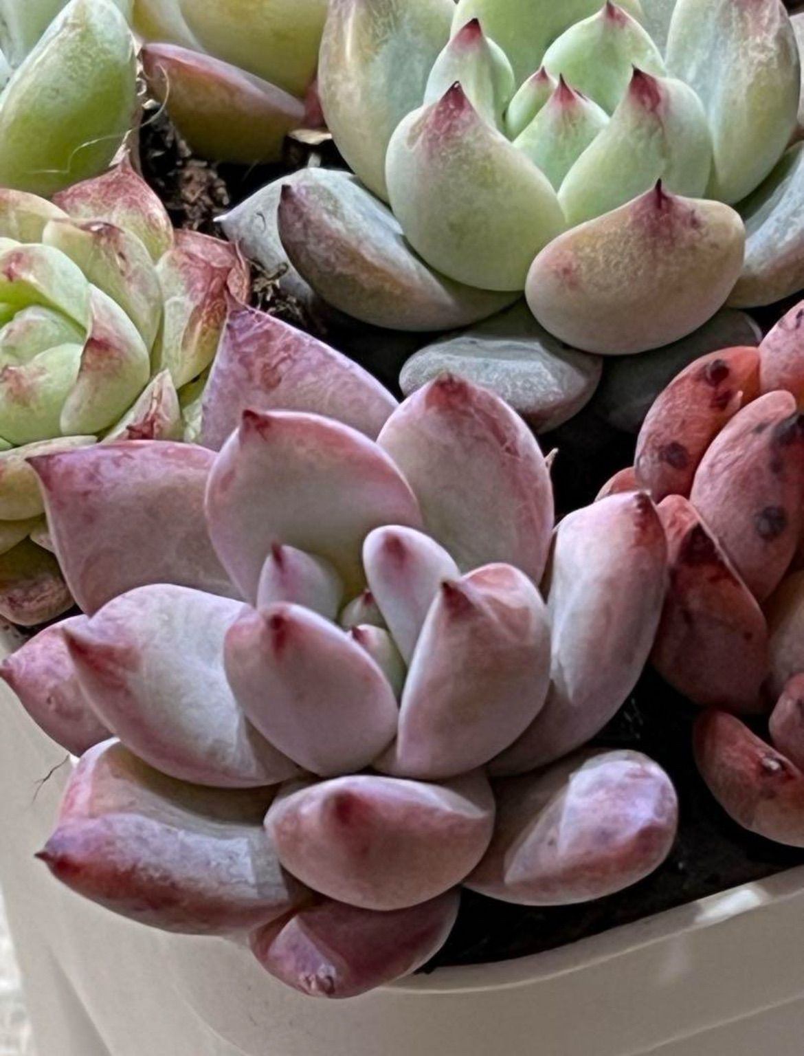 No.5 エケベリア 多肉植物 爪が可愛いピンクセット 韓国苗 輸入苗  