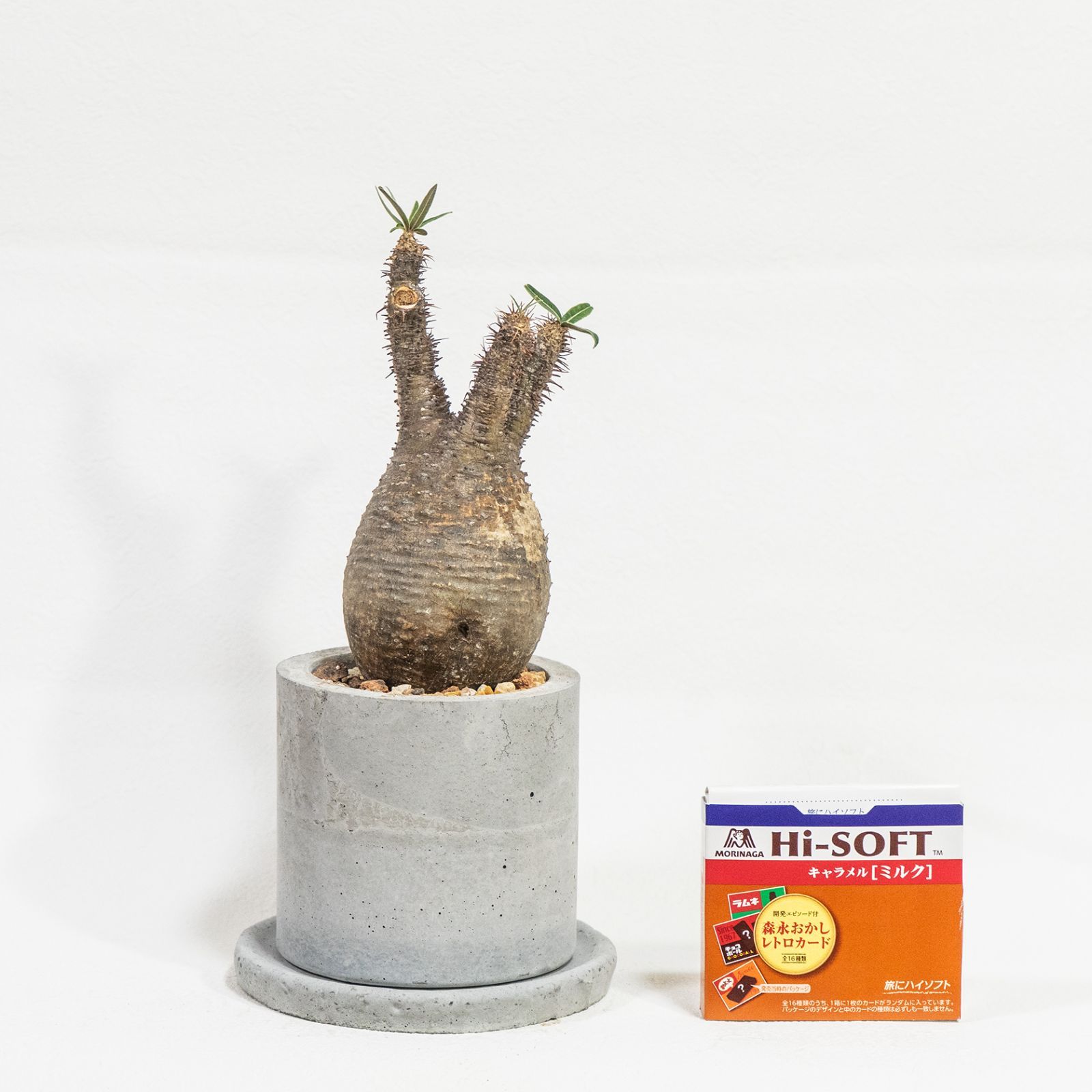 E404【自社養生株】ペラルゴニュウム トリステ（現地球・発根株