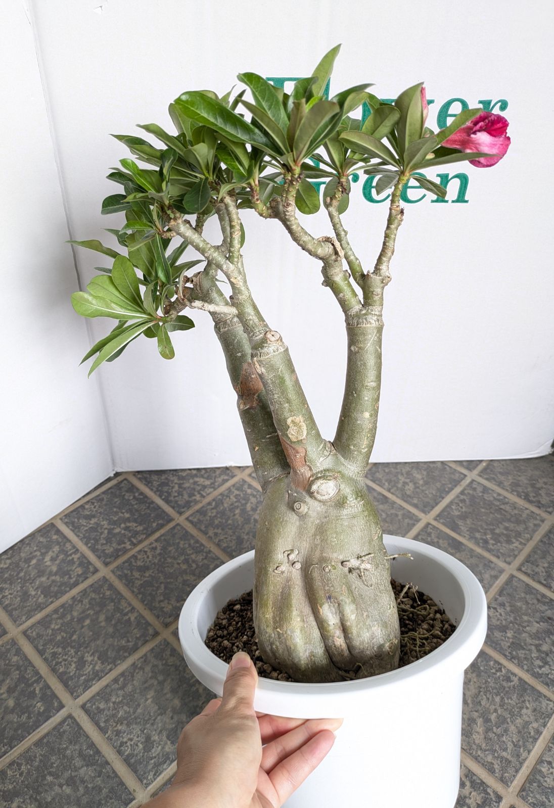 250706 塊根植物 アデニウム・アラビカム （鉢付き）AD-08 大鉢 アデニウム 8号鉢 花付き 塊根植物 250706 塊根植物 アデニウム