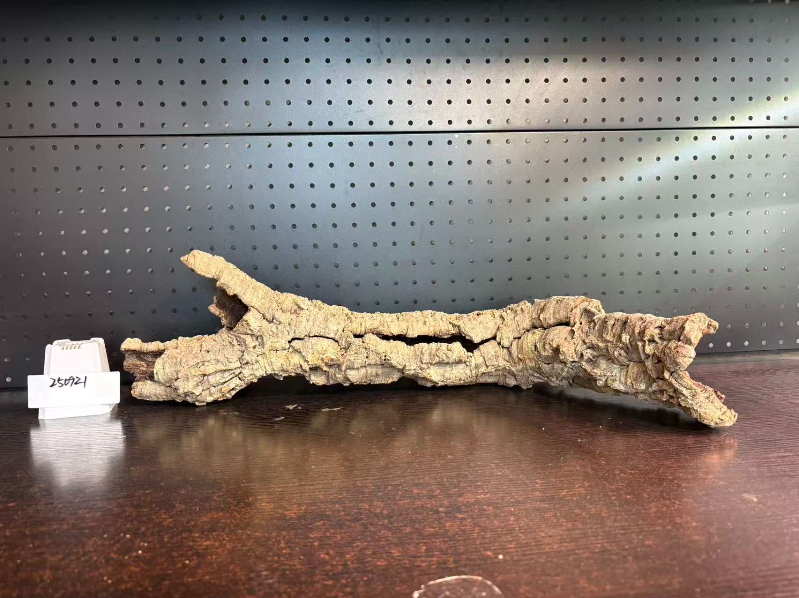 ビカクシダ 着生ラン