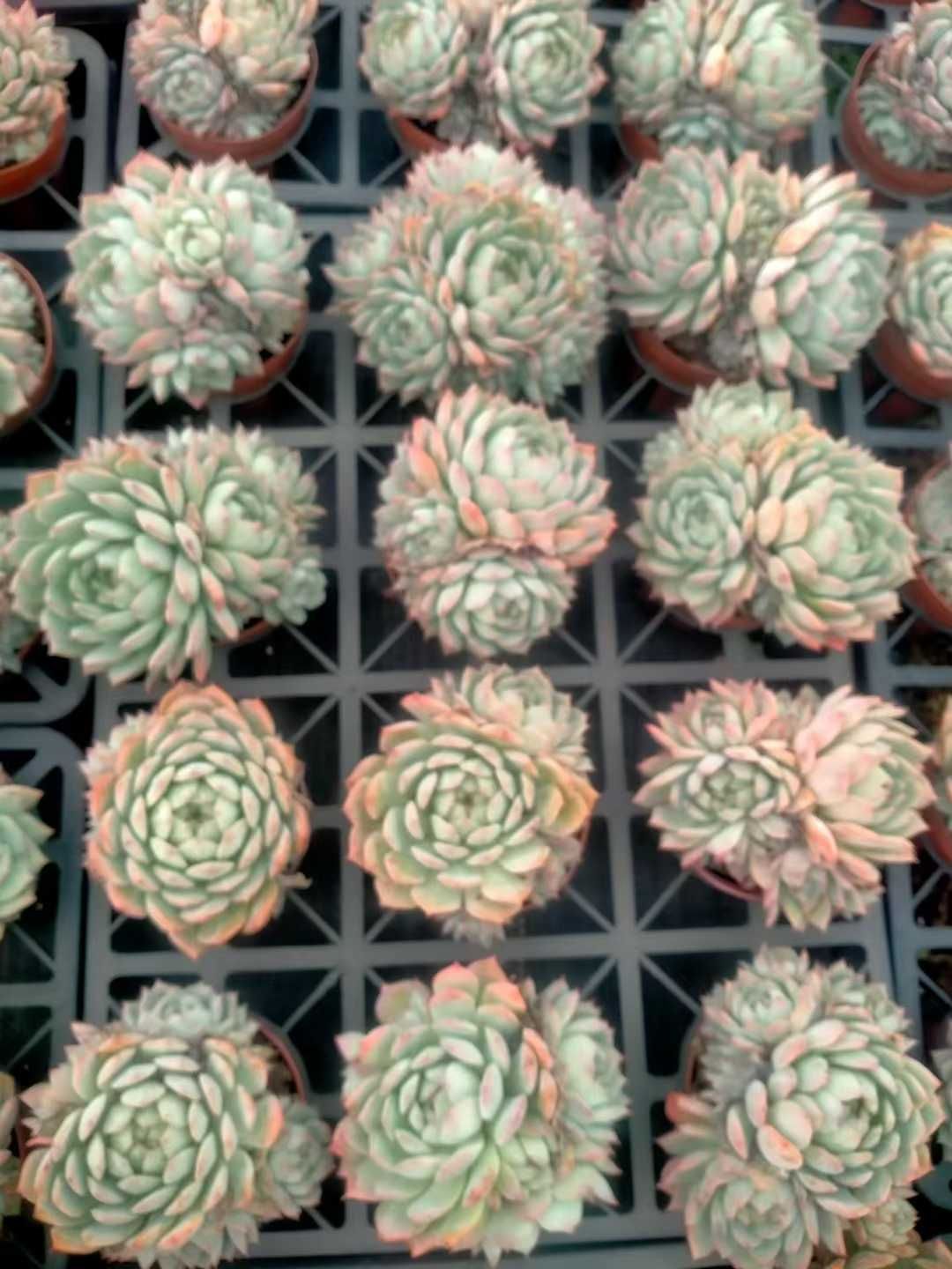 新発売 24株セット TP 抜き苗 多肉植物 佐川急便発送 エケベリア 韓国