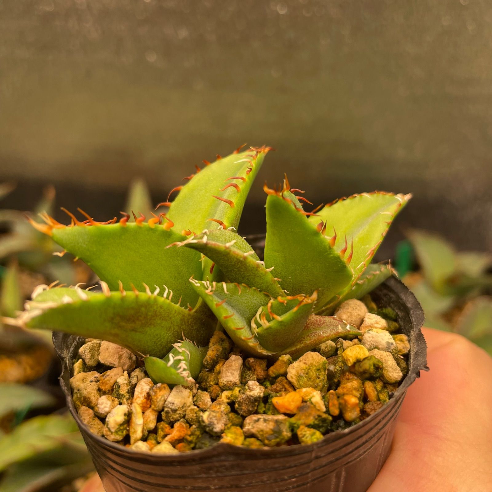 アガベチタノタ白鯨(仔株)No.3カキ仔 アガベチタノタ白鯨(仔株)No.3カキ仔 アガベチタノタ白鯨(仔株)No.3カキ仔