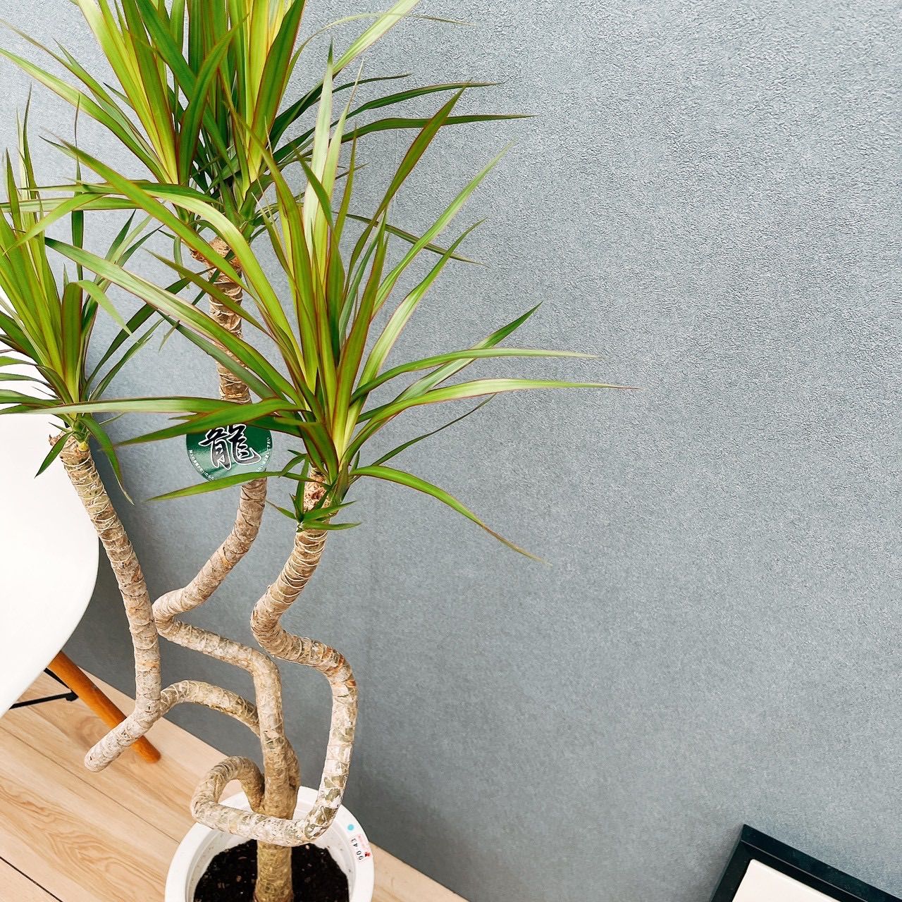 ［現品］法人価格　A ドラセナ　コンシンネ　龍　曲がり　8号　観葉植物　大型 現品］ドラセナ コンシンネ 龍 曲がり 8号 観葉植物 大型 室内