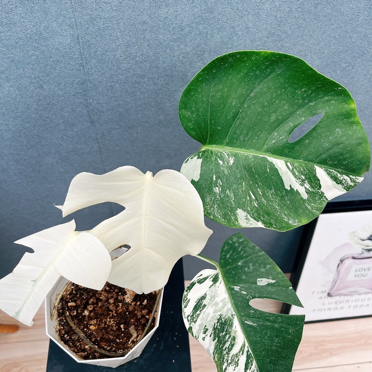 室内 ホワイトタイガー