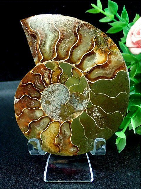 アンモナイトオパール ☆AAA級☆貴重－アンモナイト縫合線オパール化石標本☆B73U3