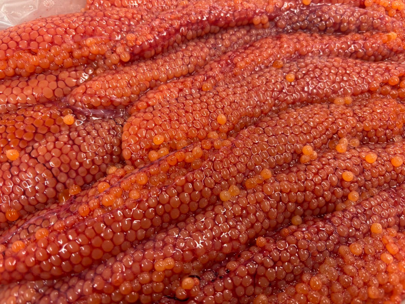 期間 北海道日高産 天然秋鮭 とれたて直送 小粒ながらも濃厚な味わいの生筋子 10kg