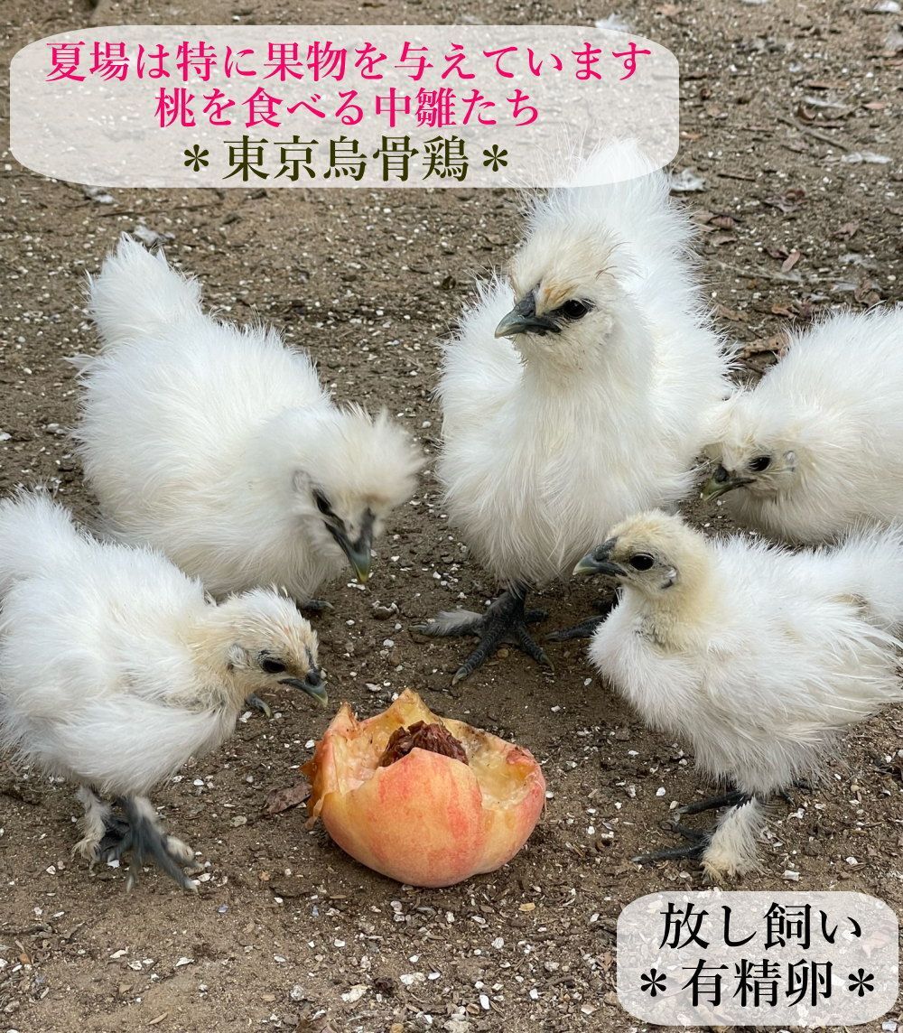 東京烏骨鶏 烏骨鶏 30個 有精卵 放し飼い ふわふわ もこもこ
