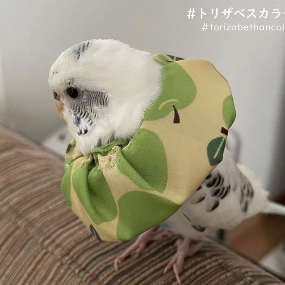 人気【🐤トリザベスカラー】 Sサイズ エリザベスカラー インコ 鳥