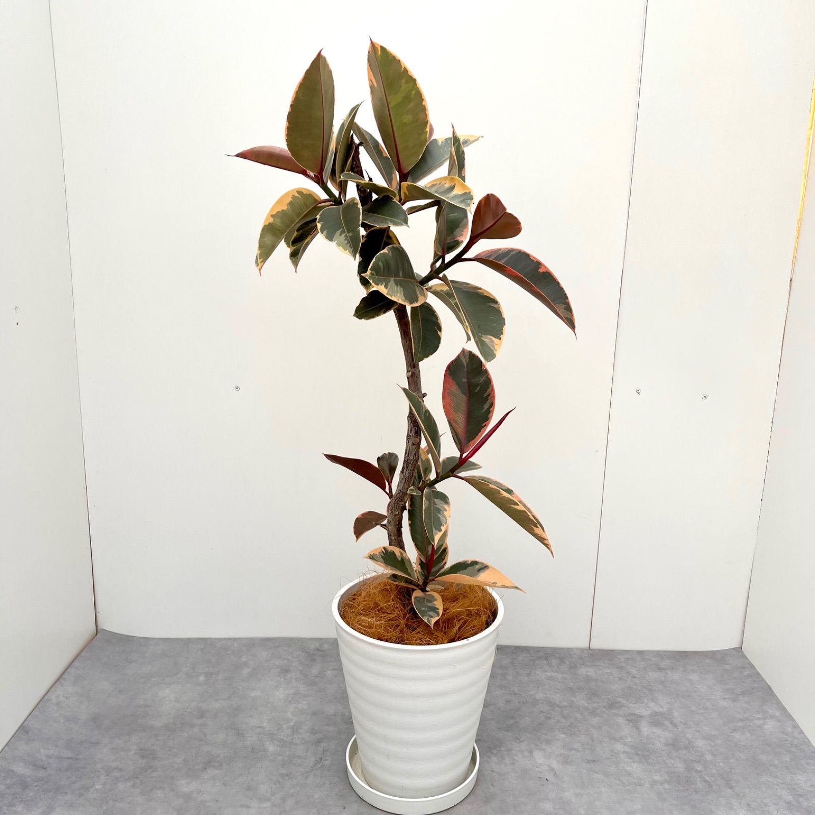 フィカス ルビー 曲がり 10【現品】観葉植物-