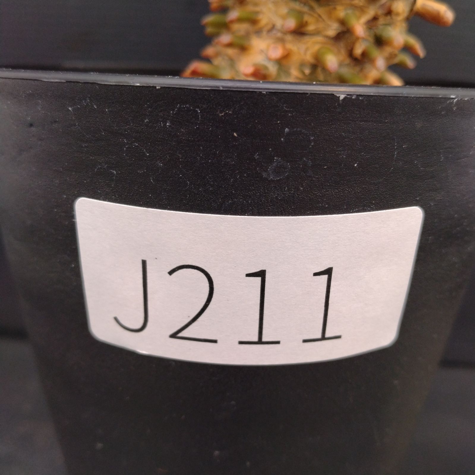 チレコドン ワリチー 現地株 plants241025l5-247x296.jpg