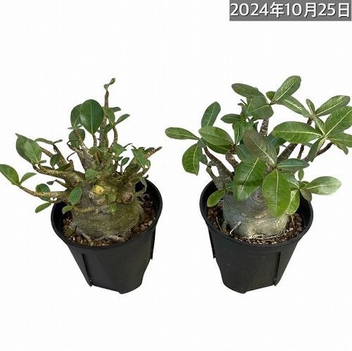 訳あり特価】塊根植物 幹太アデニウム アラビカム 4号 タイプB(個体おまかせ1鉢) 観葉植物 極太タイプ タイ輸入 乾燥に強い - メルカリ