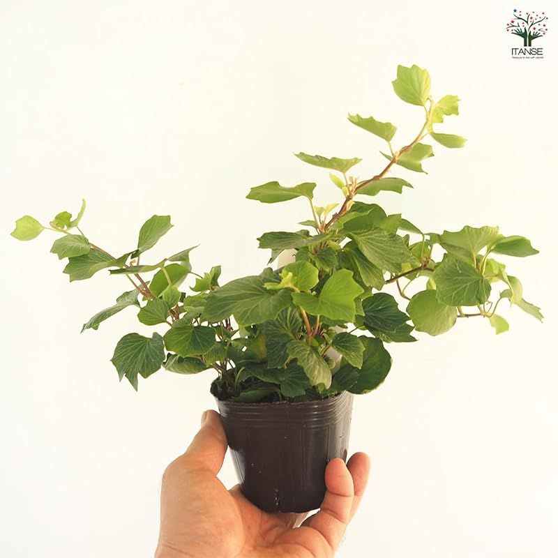 ＩＴＡＮＳＥ ヘデラ コックルシェル 3.5号 8個セット 品種で選べる観葉植物 学名 Hedera helix Cockle Shell ウコギ科ヘデラ属 耐寒性常緑つる性多年草 別名 アイビー セイヨウキヅタ フユヅタ 冬蔦 英名 Comm YUZUMIYA_COM