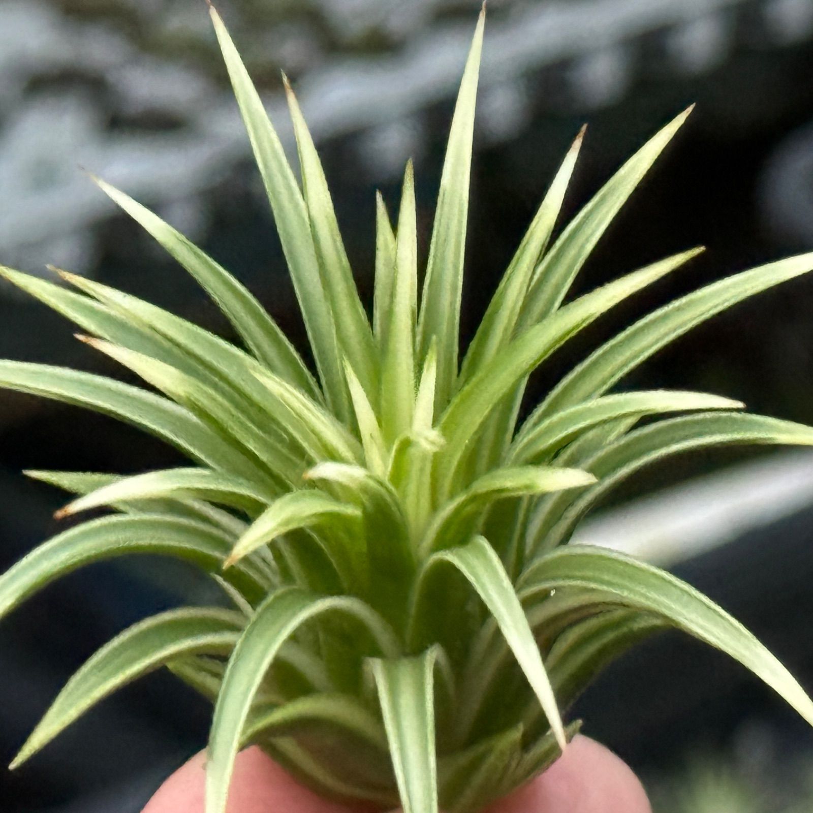 チランジア イオナンタアルボマルギナータ Tillandsia エアープランツ