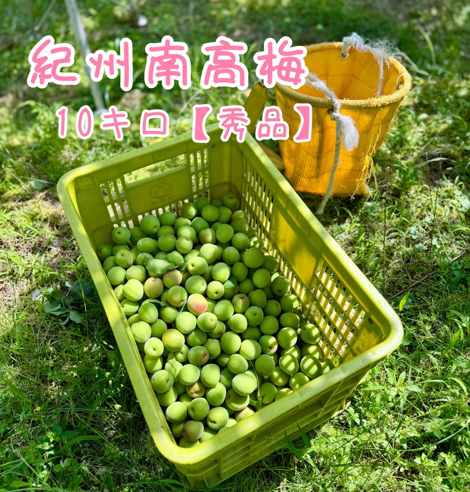 紀州南高梅 10キロ 秀品