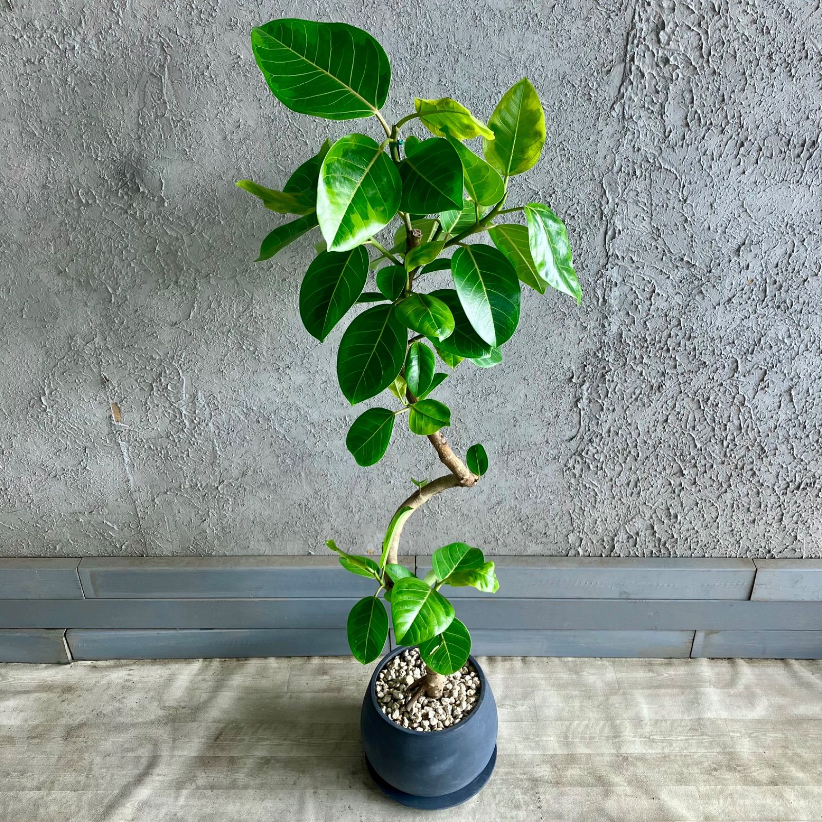 もも様専用 もも♡様 ウィッグオーダー専用ページ いも様専用ウィッグ