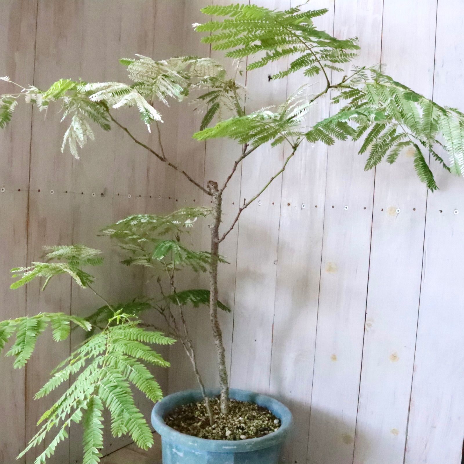 立派♡ 希少♡斑入り♡エバーフレッシュ♡ネムの木♡観葉植物♡インテリア♡ 立派♡ 希少♡斑入り♡エバーフレッシュ♡ネムの木♡観葉植物