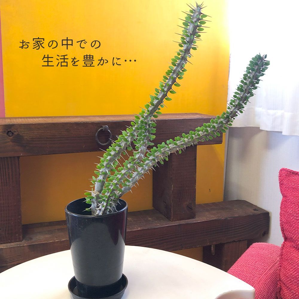 観葉植物 【希少品種】 アローディア プロセラ 4号 【現品】 黒プラスチック鉢 受皿付 ビザールプランツ 多肉植物 塊根植物 コーデックス お祝い  プレゼント 送料無料 - メルカリ