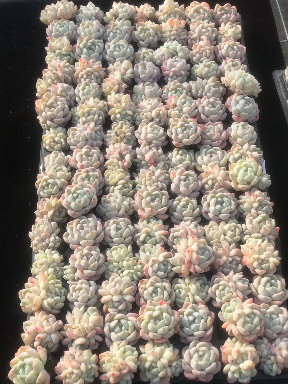 105株 R501-3 多肉植物 エケベリア 厚い夢 超美苗 サボテン 観葉植物 