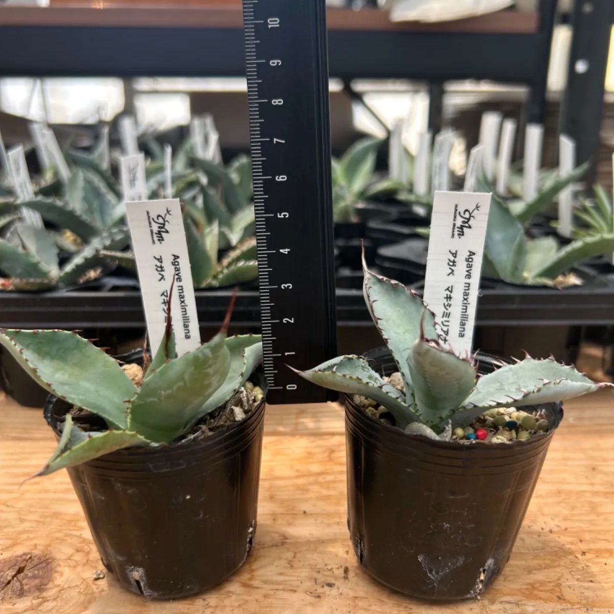 アガベ ピンティラ 抜き苗発送 実生 Agave pintilla(アガベ)｜売買されたオークション情報、yahooの商品情報をアーカイブ公開 -  オークファン 観葉植物