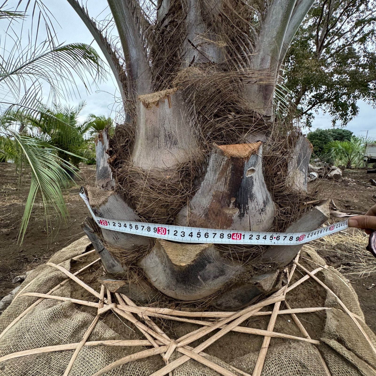 ココスヤシ3m 極太幹】3m ココスヤシ - メルカリ