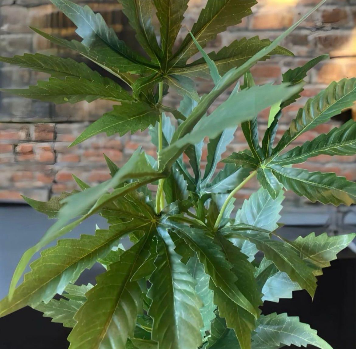 光触媒 フェイクグリーン マリファナ 人工観葉植物 お尻大麻