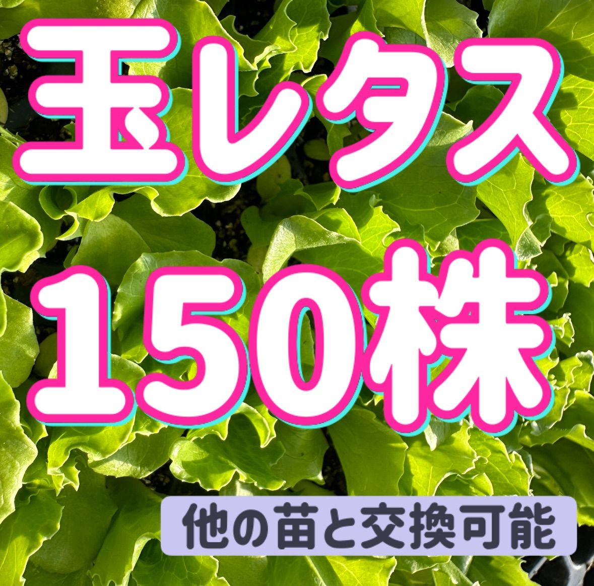 玉レタス×150 無農薬
