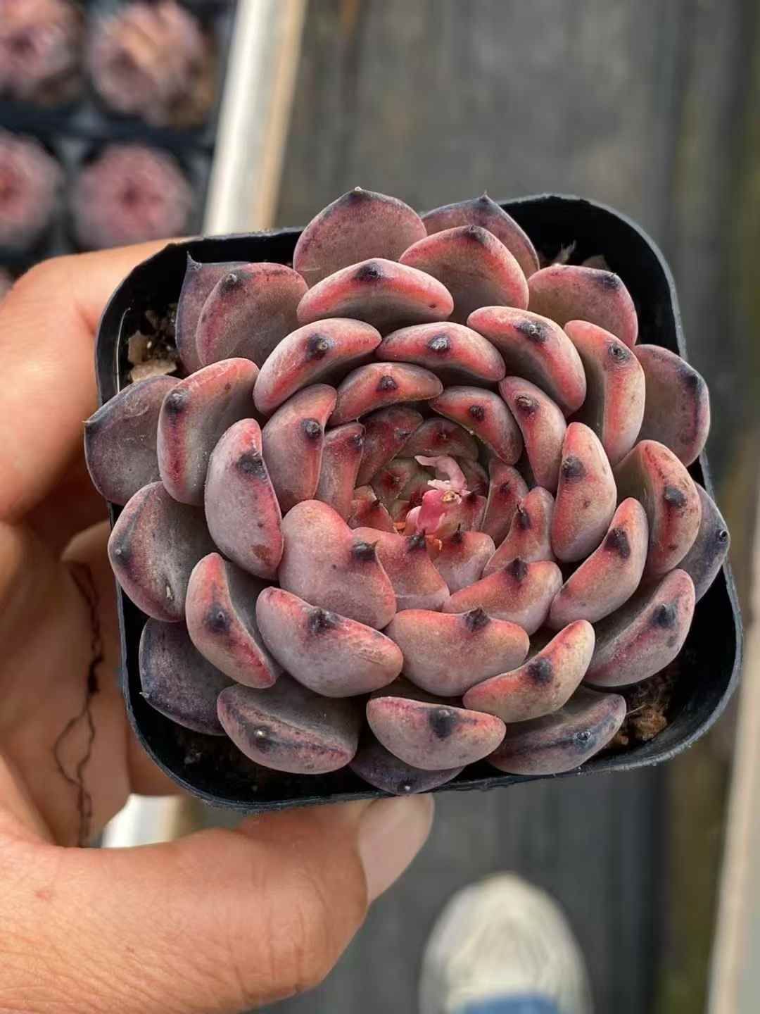 新発売 12株セット レッド姫 抜き苗 多肉植物 佐川急便発送 エケベリア