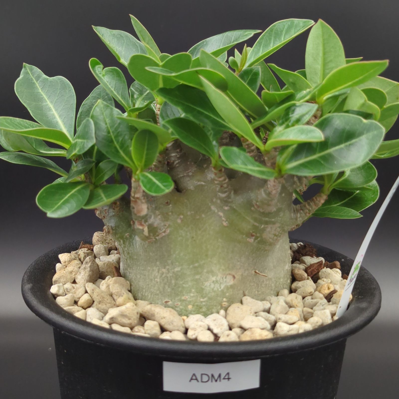 アデニウムアラビカム　モンスター　5号鉢　塊根植物　鉢ごと発送 5号サイズ【塊根植物】アデニウム アラビカム モンスター 鉢ごと