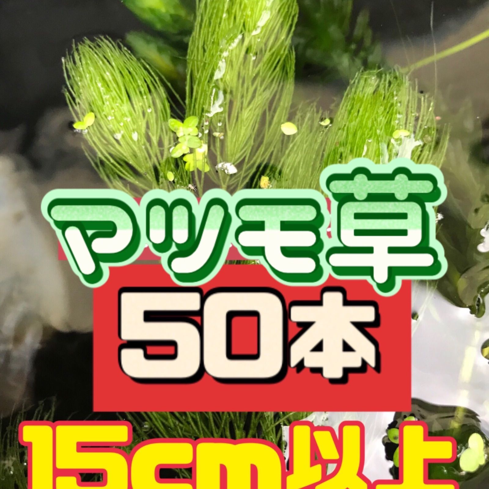 天然 マツモ マツモ草 50本 無農薬 - メルカリ