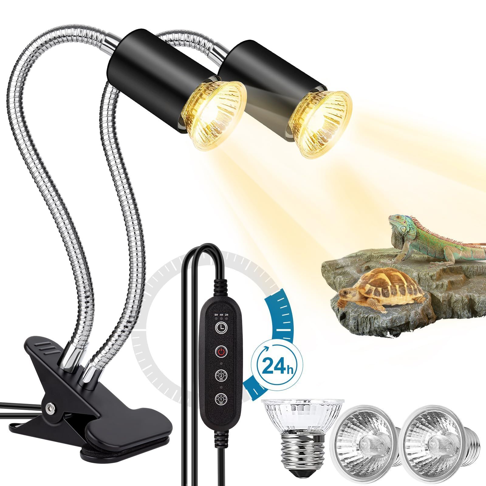 ディスコカクタス ギガンティア 大株