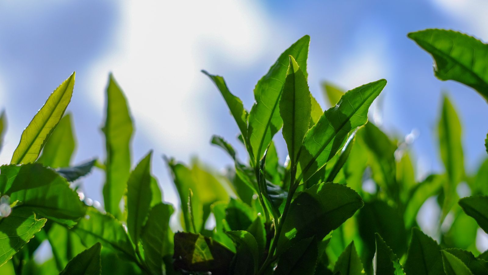 2024 新茶【農薬・化学肥料不使用】煎茶ティーバッグ やぶきた 15パック