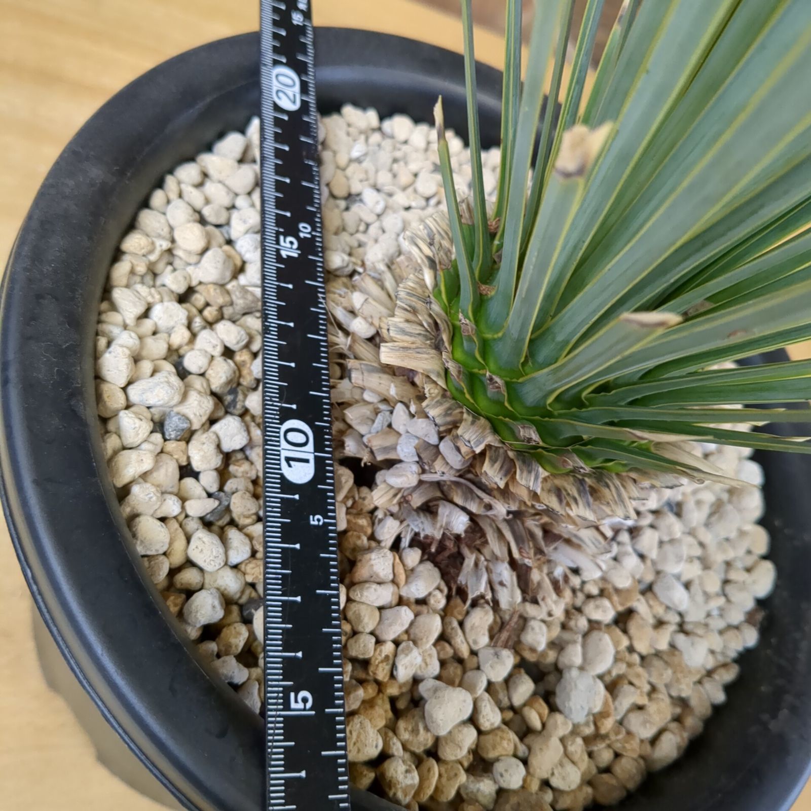 ユッカ　ロストラータ　鉢のままメルカリ便で発送　ドライガーデン ユッカ ロストラータ【 ドライガーデンに！】 鉢のまま発送