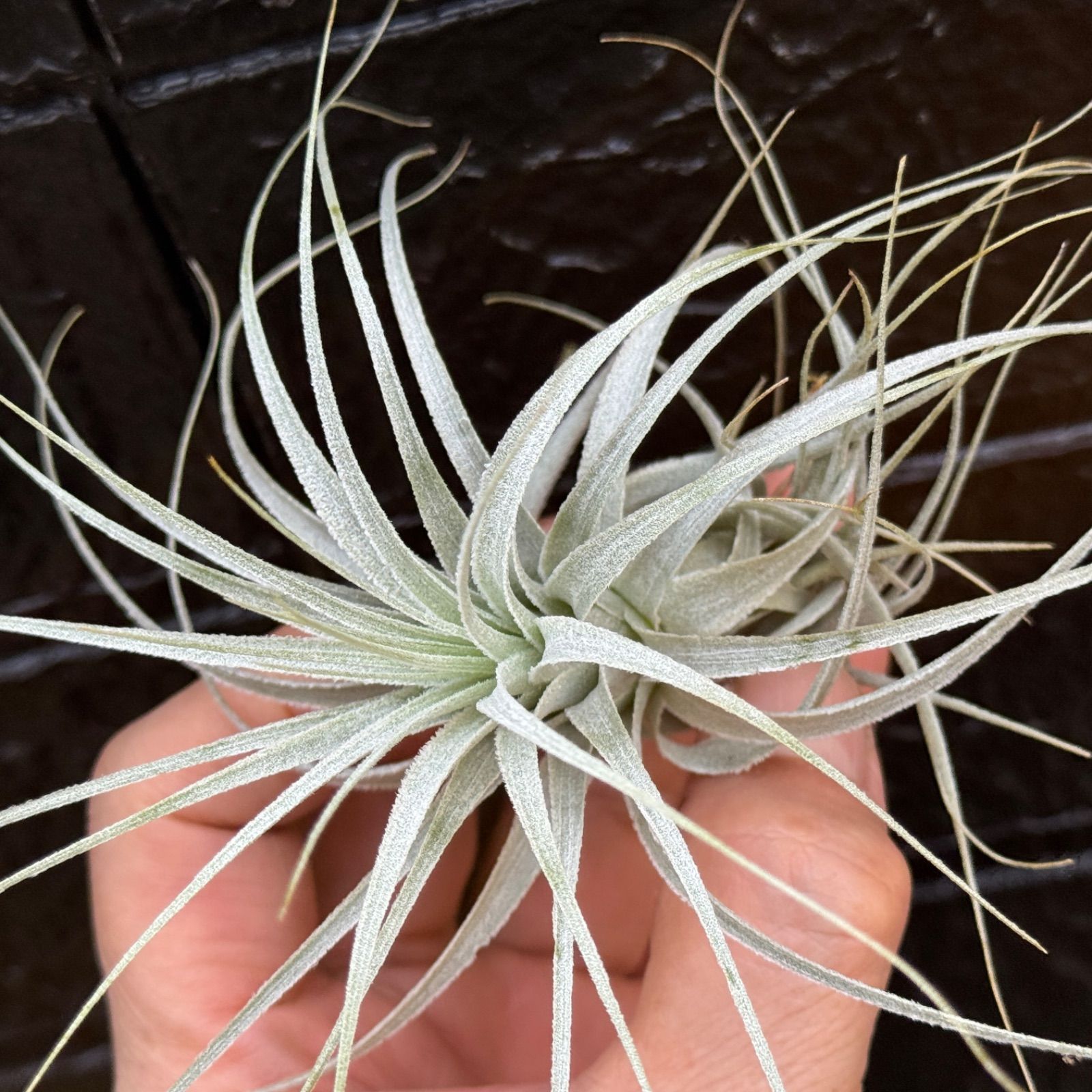 チランジア チャペウエンシス エアプランツ チャペウエンシス エアープランツ チランジア【エアプランツ 幅