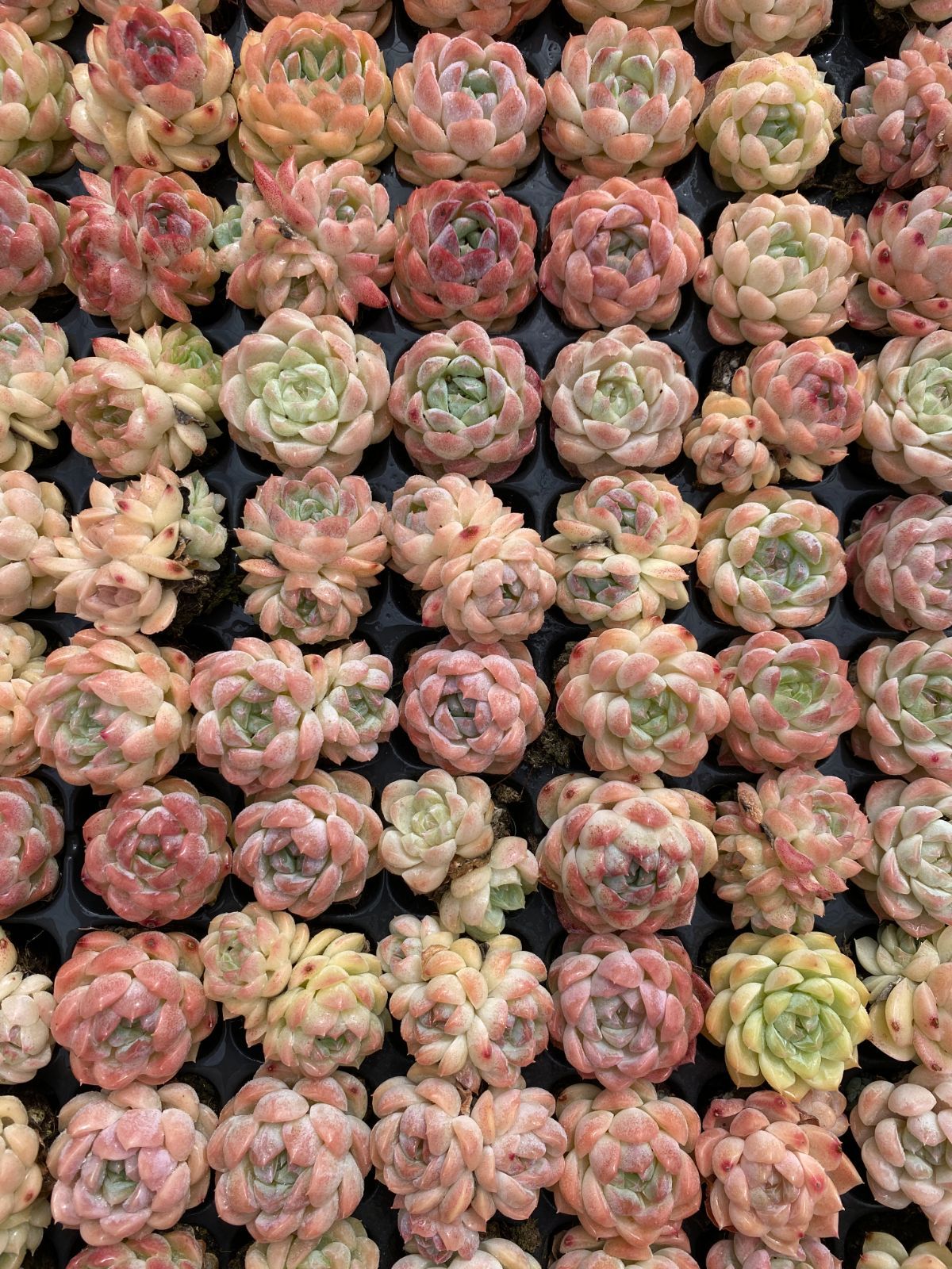 新入荷 白桃サイダー XQS02×105苗 土付き 多肉植物 詰め合わせ エケベリア サボテン 韓国苗