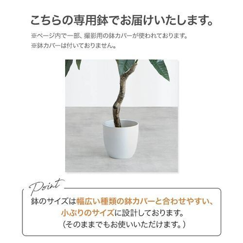 ベンジャミン