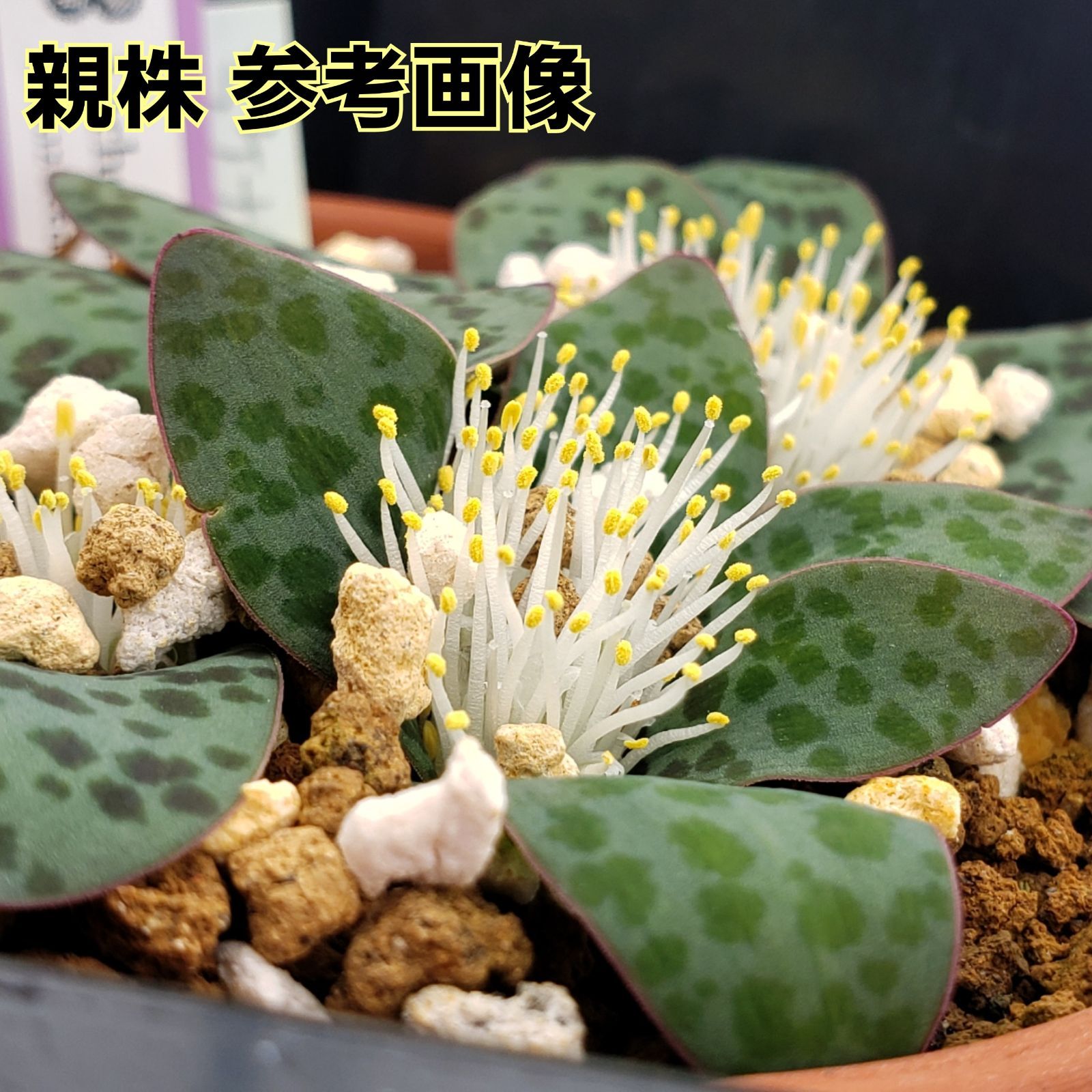 種子２０粒 ラケナリア プシラ ケープバルブ 多肉植物 球根 冬型 実生用 - メルカリ