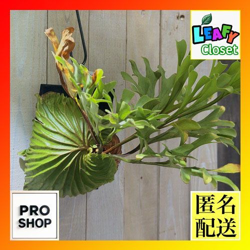 観葉植物 コウモリラン ビカクシダ リドレイ ワイルド 板付 現品 インテリアグリーン 壁掛け おしゃれ かわいい 506257
