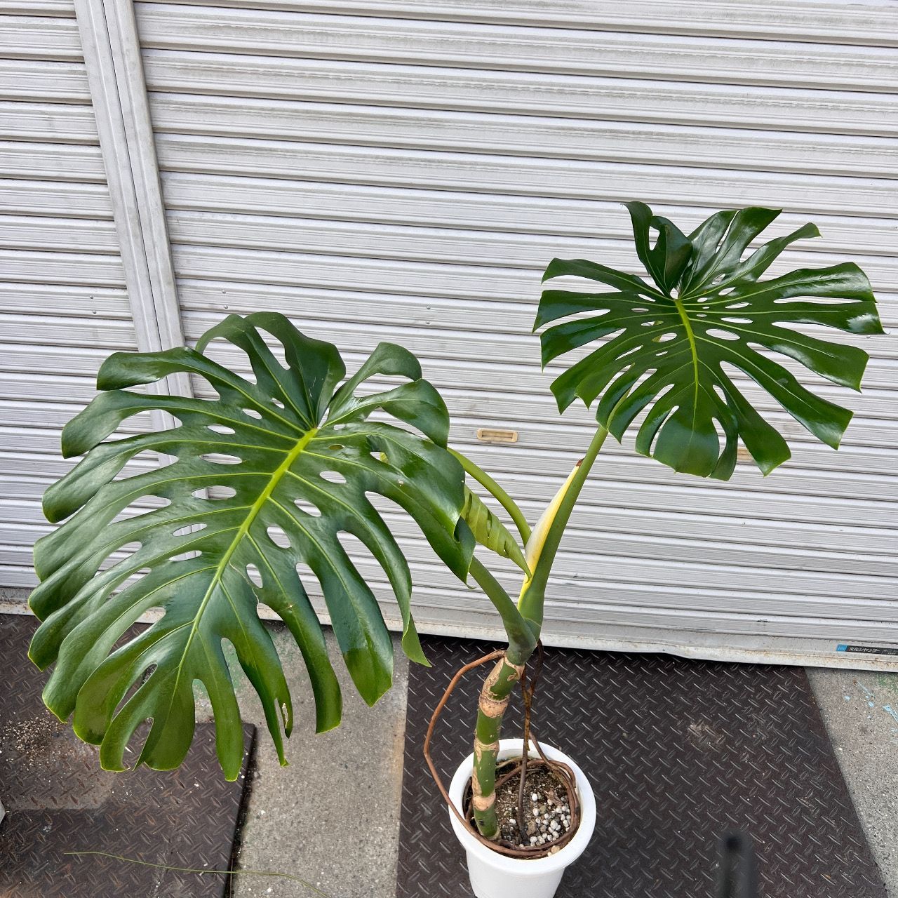 確認！巨大モンステラデリシオーサ 高さ138cm 葉66cm 葉柄95cm 確認！巨大モンステラデリシオーサ 高さ138cm 葉66cm 葉柄95cm
