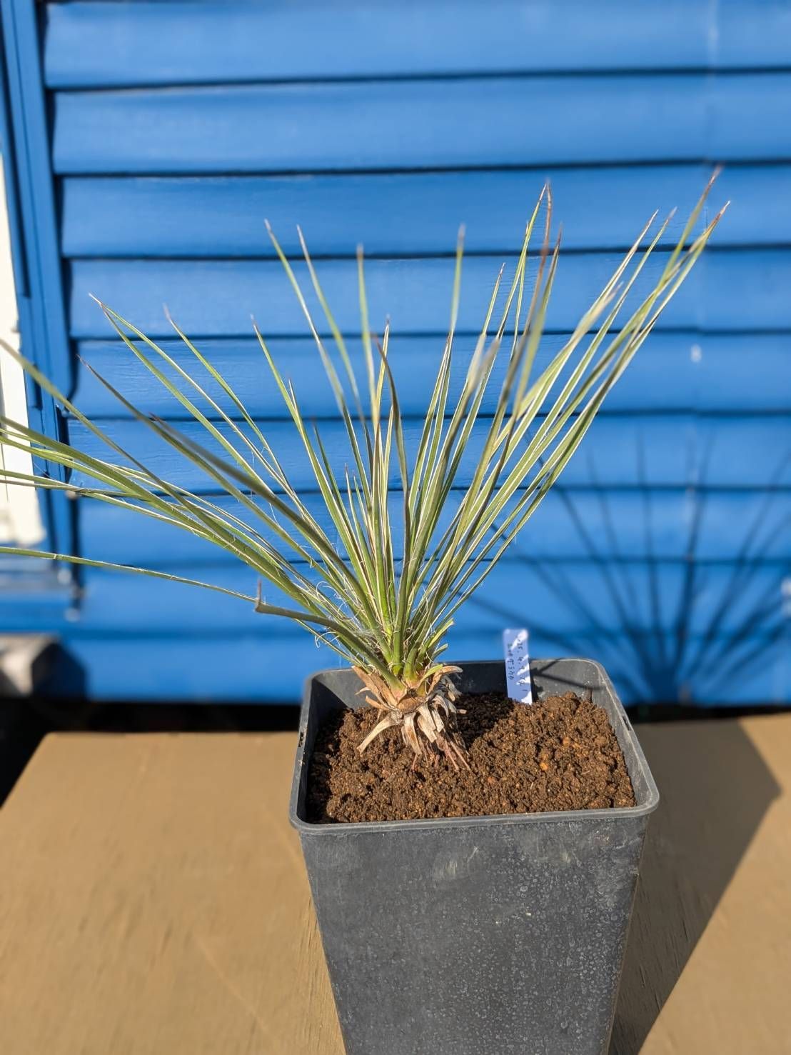 Grayish Rabbit/Ray's YuCca [6月1日21時~6月4日21時販売