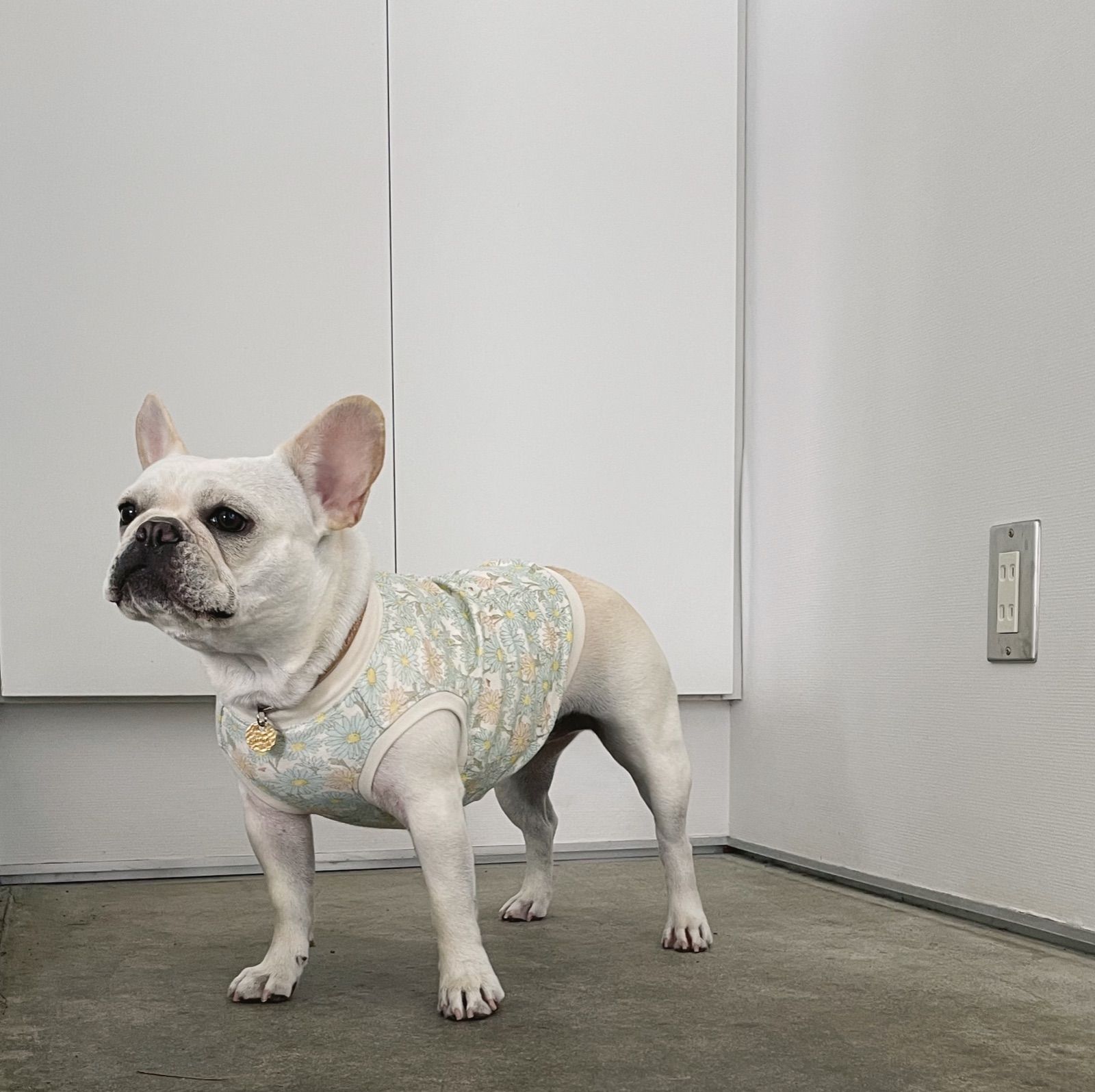 パステルデイジータンク》/ 犬服 フレンチブルドッグ服 ハンドメイド犬
