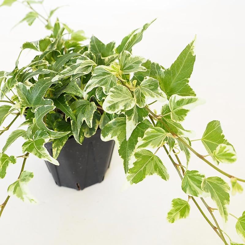 ＩＴＡＮＳＥ ヘデラ ホワイトエンジェル 3.5号 8個セット 品種で選べる観葉植物 学名 Hedera helix White engel ウコギ科ヘデラ属 耐寒性常緑つる性多年草 別名 アイビー セイヨウキヅタ フユヅタ 冬蔦 ●特に美しい葉
