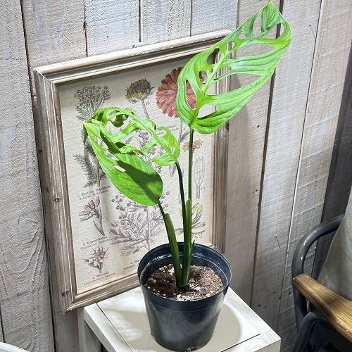 観葉植物 モンステラ エスケレート 5号(おまかせ1鉢) インテリア