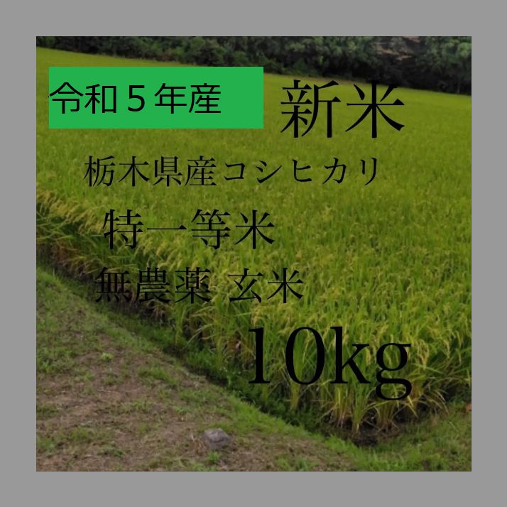 令和6年産新米栃木県特一等米コシヒカリ10キロ無農薬