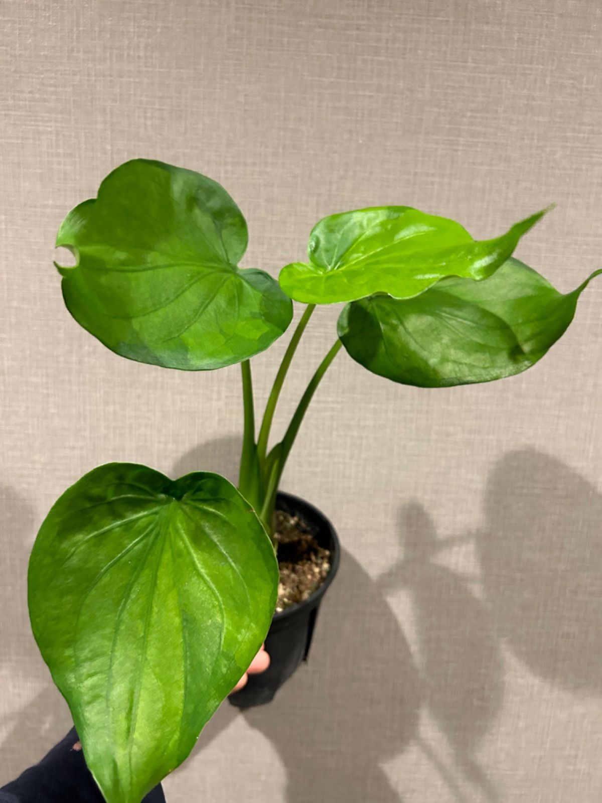 アロカシアククラータ シマクワズイモ 斑入り - 植物/観葉植物