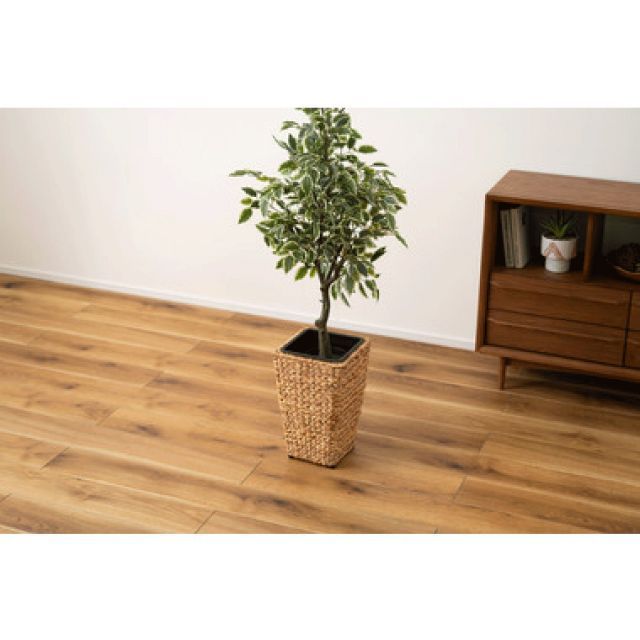 観葉植物