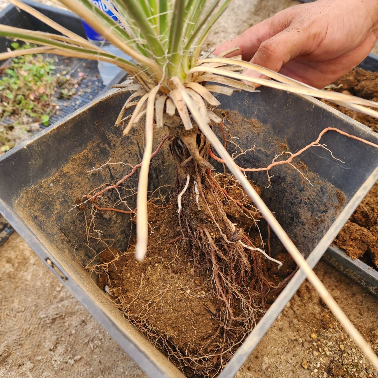鉢ごと発送】ユッカ グラウカ Yucca glauca 2025.6.29yg1 - メルカリ
