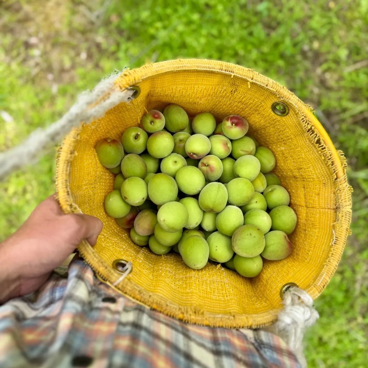 【秀品】 南高梅 5キロ Amazon | 梅 紀州 南高梅 和歌山県産 秀品 Lサイズ 約5kg 梅酒用
